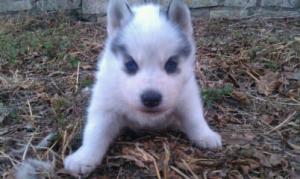 Huskypuppies